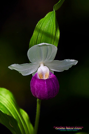 Showy Ladys Slipper Orchid
