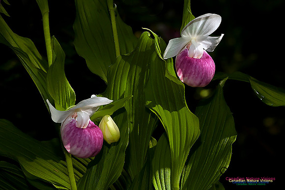 Showy Ladys Slipper Orchid
