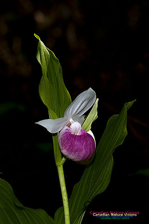 Showy Ladys Slipper Orchid