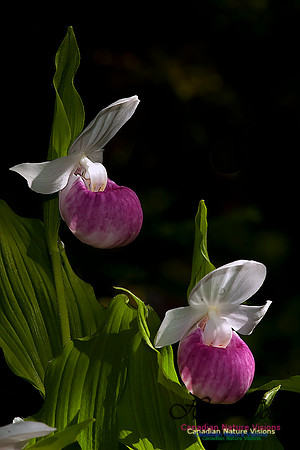 ShowyLadysSlipperOrchid46