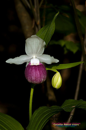 Showy Ladys Slipper Orchid