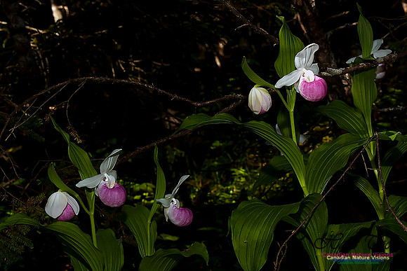 Showy Ladys Slipper Orchid