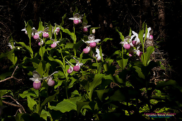 Showy Ladys Slipper Orchid
