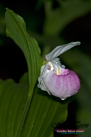 Showy Ladys Slipper Orchid
