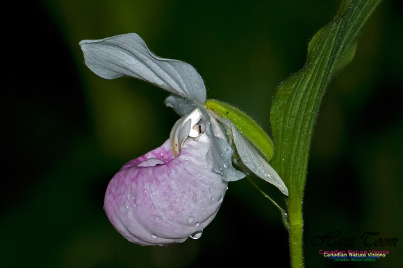 Showy Ladys Slipper Orchid