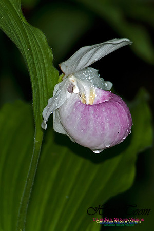 Showy Ladys Slipper Orchid