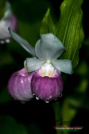 Showy Ladys Slipper Orchid