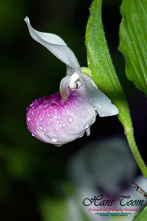 Showy Ladys Slipper Orchid