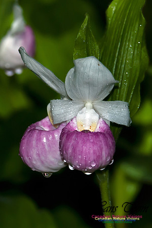 Showy Ladys Slipper Orchid