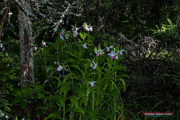Showy Ladys Slipper Orchid