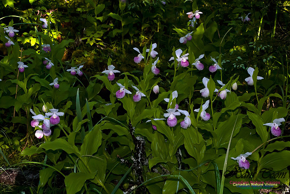 Showy Ladys Slipper Orchid