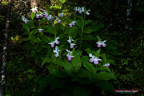 Showy Ladys Slipper Orchid