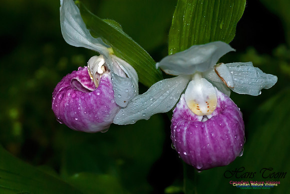 Showy Ladys Slipper Orchid