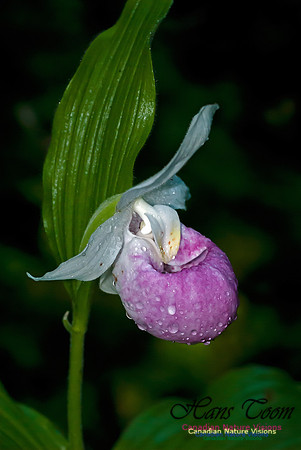 Showy Ladys Slipper Orchid