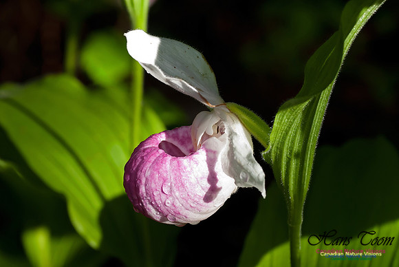 Showy Ladys Slipper Orchid