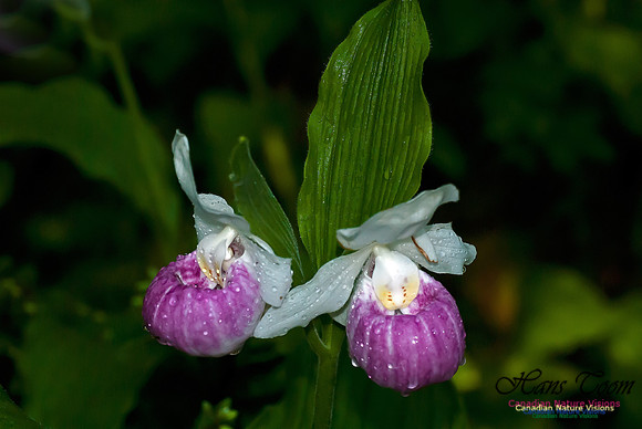 Showy Ladys Slipper Orchid