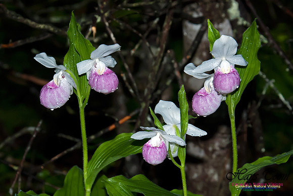 Showy Ladys Slipper Orchid