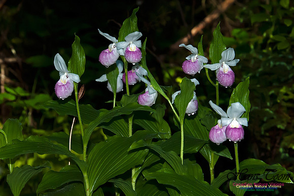 Showy Ladys Slipper Orchid