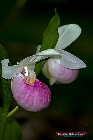 Showy Ladys Slipper Orchid
