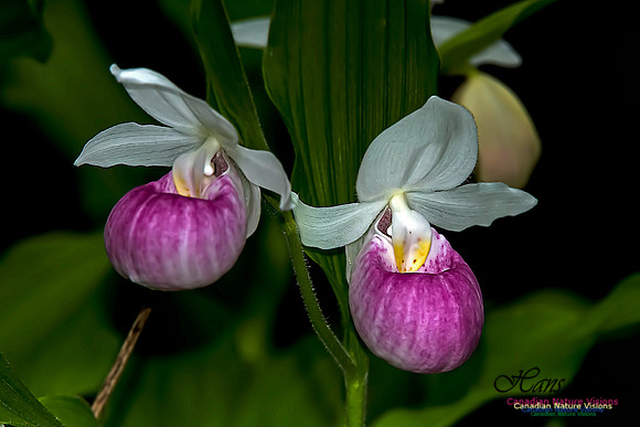 Showy Ladys Slipper Orchid