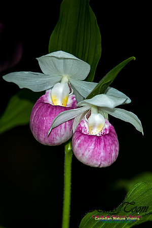 Showy Ladys Slipper Orchid