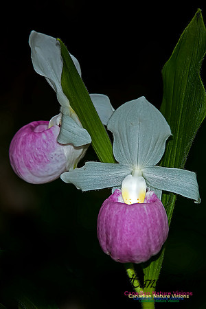 Showy Ladys Slipper Orchid