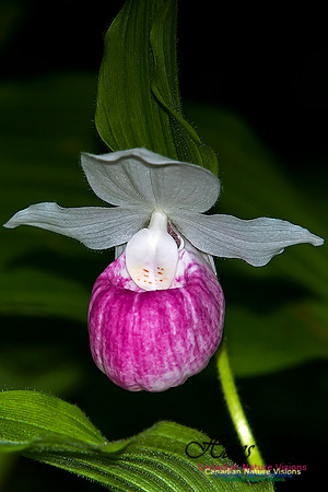 Showy Ladys Slipper Orchid