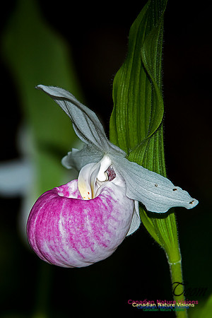 Showy Ladys Slipper Orchid