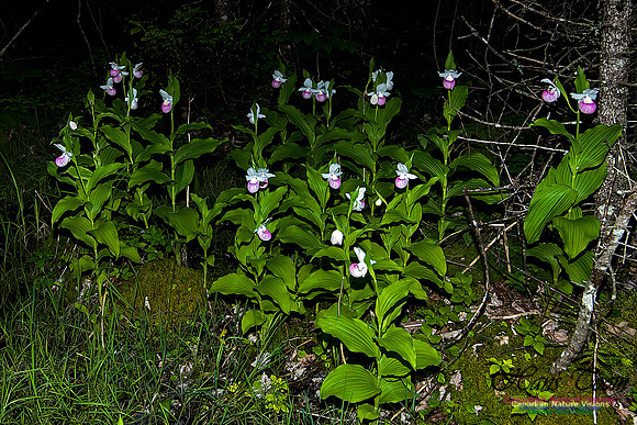 Showy Ladys Slipper Orchid