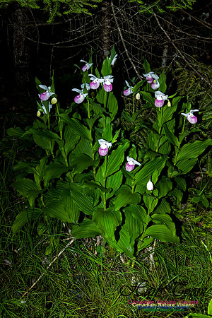Showy Ladys Slipper Orchid