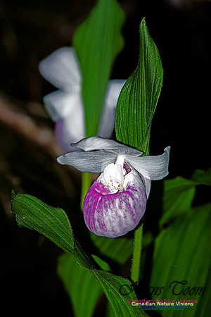Showy Ladys Slipper Orchid