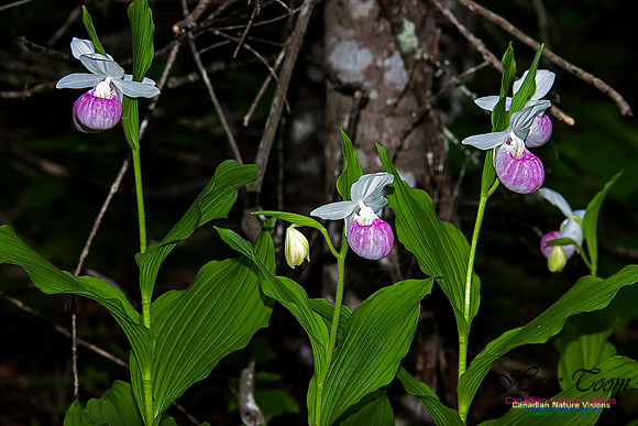 Showy Ladys Slipper Orchid