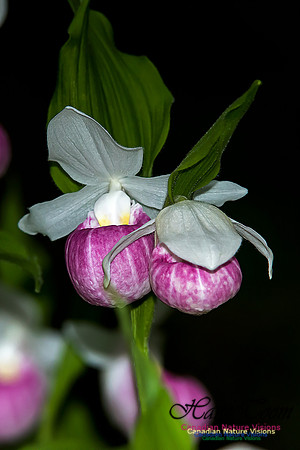 Showy Ladys Slipper Orchid