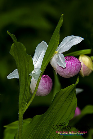 Showy Ladys Slipper Orchid