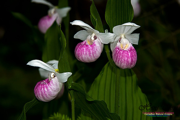 Showy Ladys Slipper Orchid
