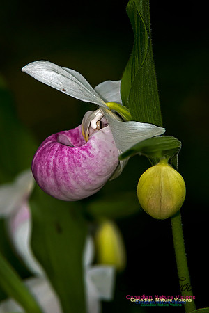 Showy Ladys Slipper Orchid