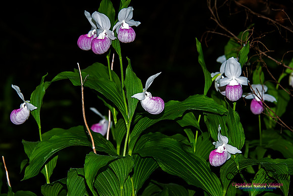 Showy Ladys Slipper Orchid