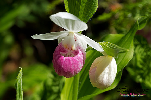 Showy Ladys Slipper Orchid