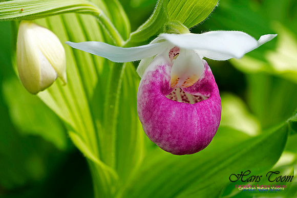 Showy Ladys Slipper Orchid