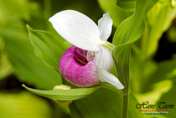 Showy Ladys Slipper Orchid