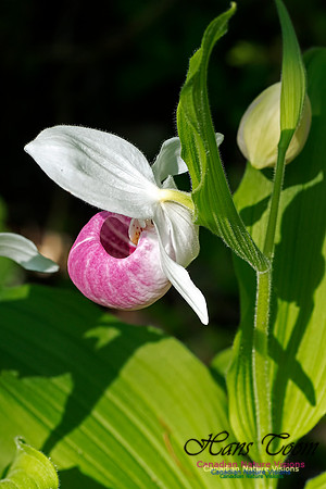 Showy Ladys Slipper Orchid