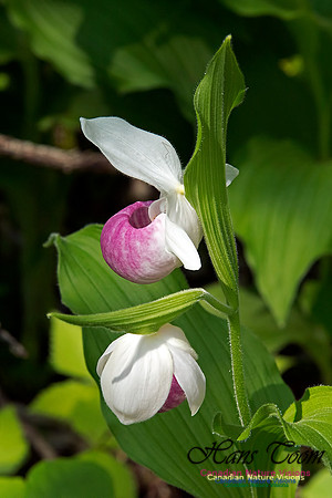 Showy Ladys Slipper Orchid
