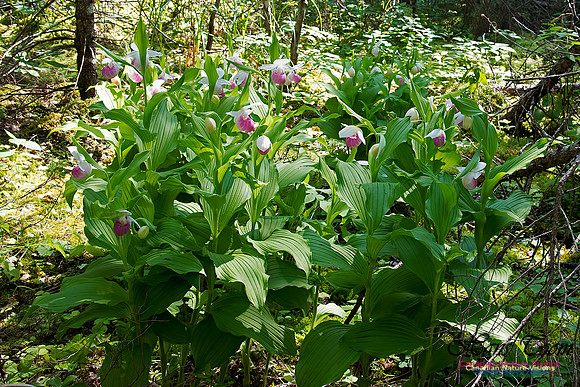 Showy Ladys Slipper Orchid