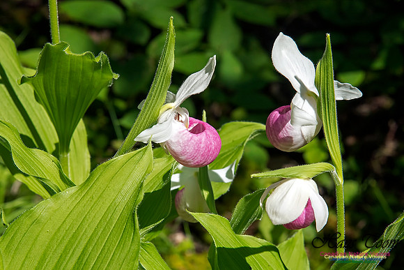 Showy Ladys Slipper Orchid