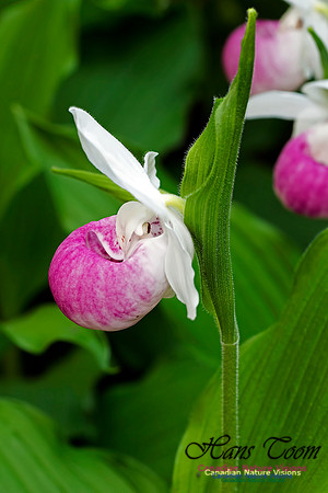 Showy Ladys Slipper Orchid