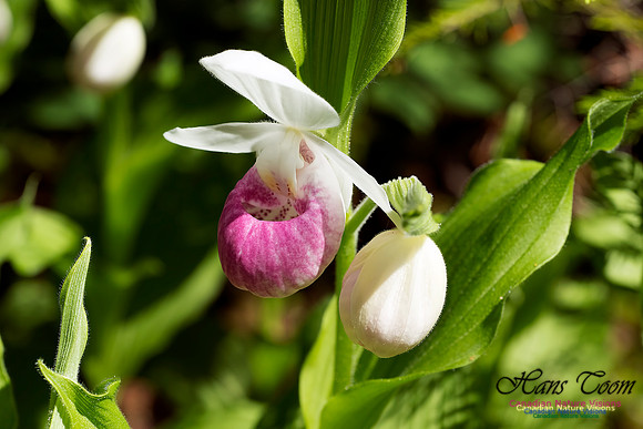 Showy Ladys Slipper Orchid