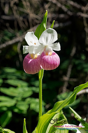 Showy Ladys Slipper Orchid