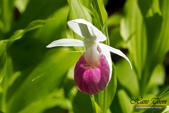 Showy Ladys Slipper Orchid