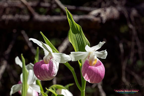 Showy Ladys Slipper Orchid