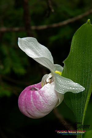 Showy Ladys Slipper Orchid